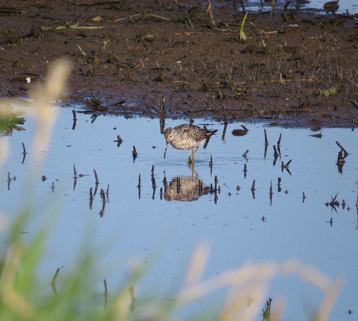 Stilt Sandpiper - ML64670481