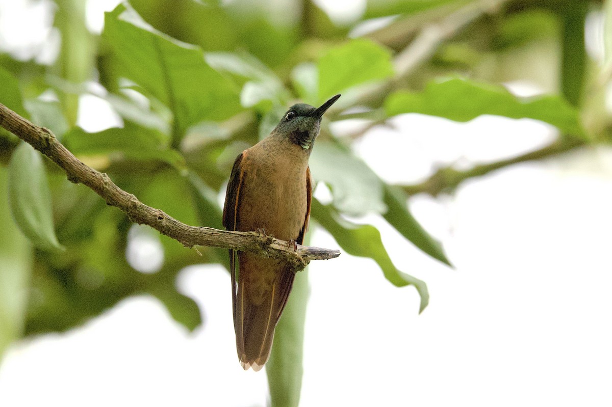 Fawn-breasted Brilliant - ML646704813