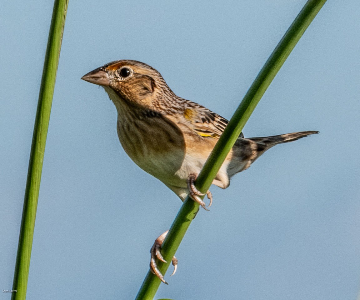 Grasshopper Sparrow - ML646704816