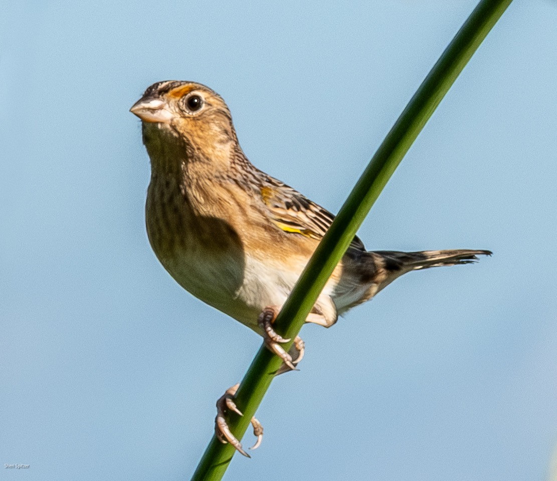 Grasshopper Sparrow - ML646704817