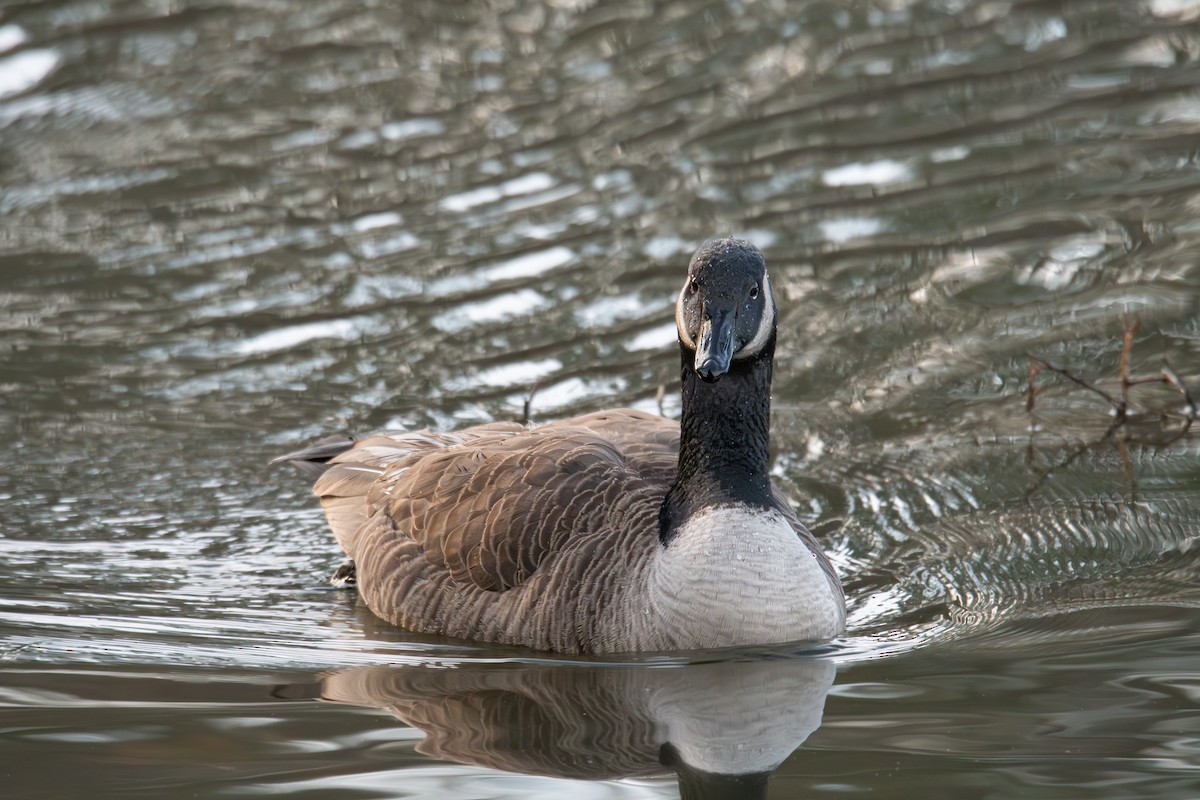 berneška velká - ML646704821