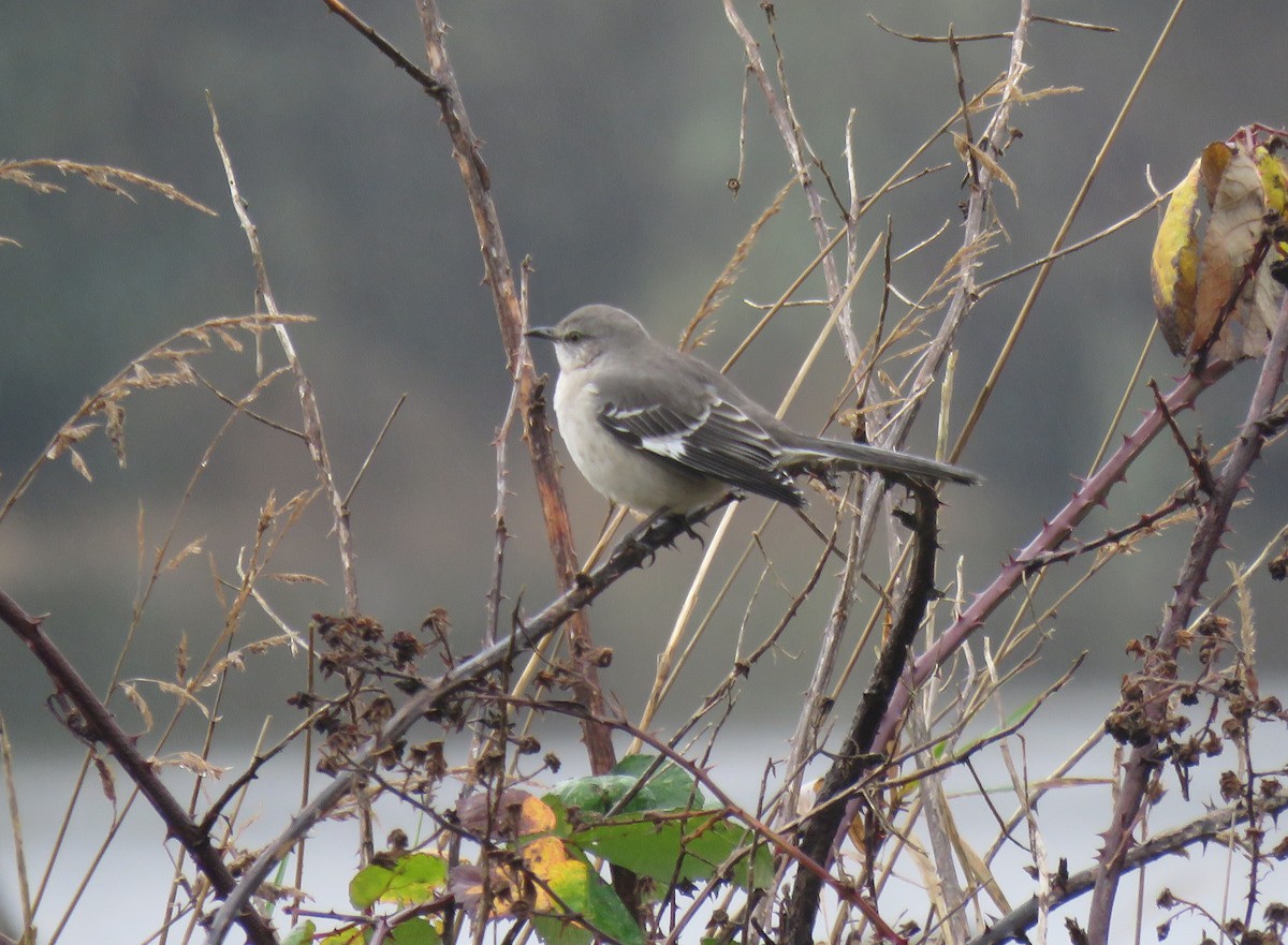 Sinsonte Norteño - ML646704822