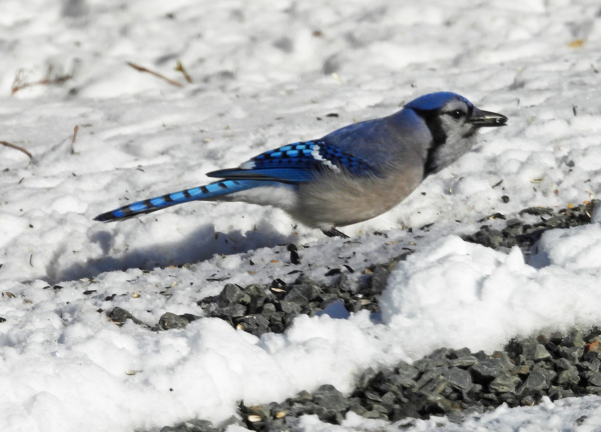 Сизойка блакитна - ML646704824