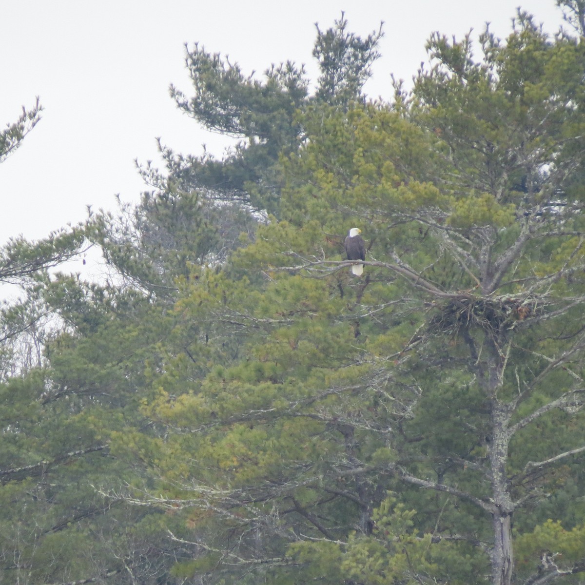 ハクトウワシ - ML646704825