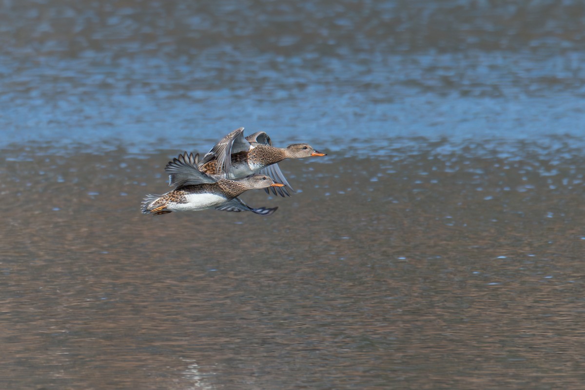 Boz Ördek - ML646704826