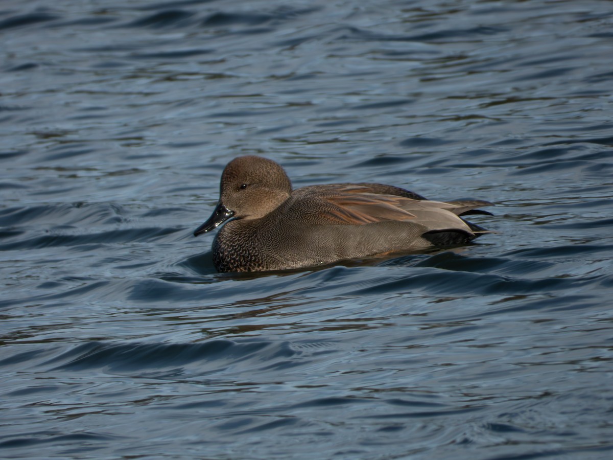 Boz Ördek - ML646704827