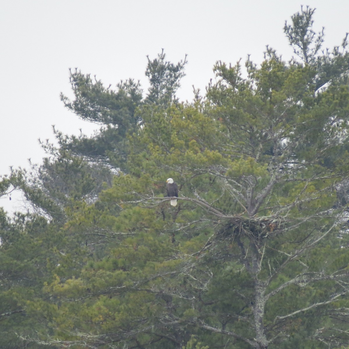 ハクトウワシ - ML646704829