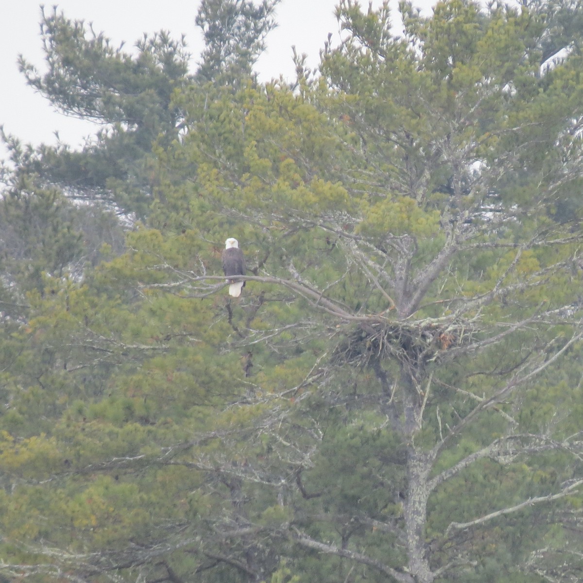 ハクトウワシ - ML646704831