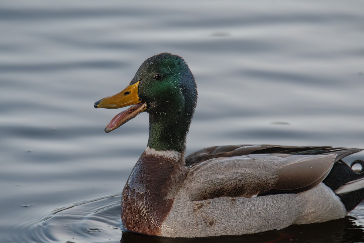 stokkand - ML646704832