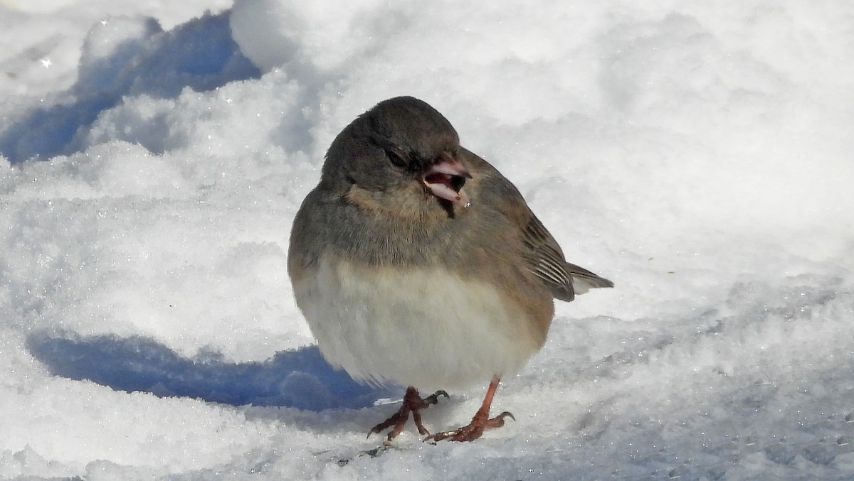 Юнко сірий (підвид hyemalis/carolinensis) - ML646704833
