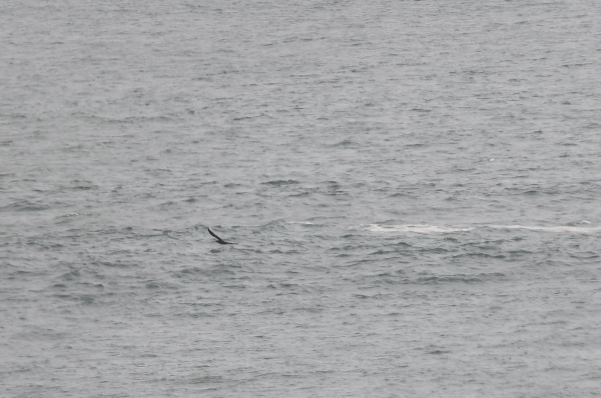 Cocos Booby - ML646704834