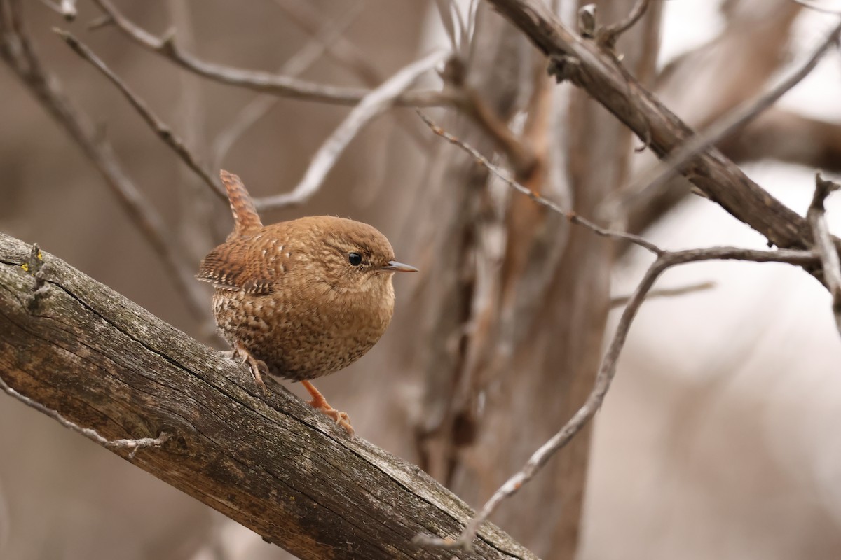 Chochín Hiemal - ML646704844