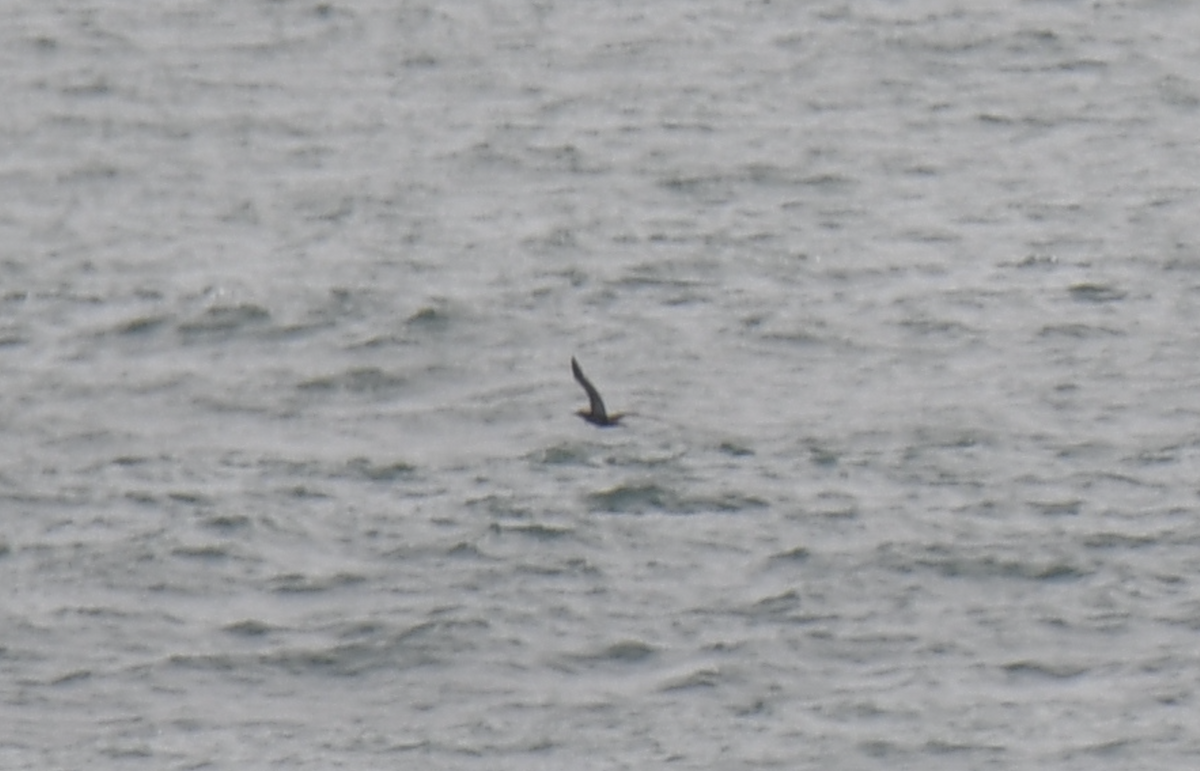 Cocos Booby - ML646704846