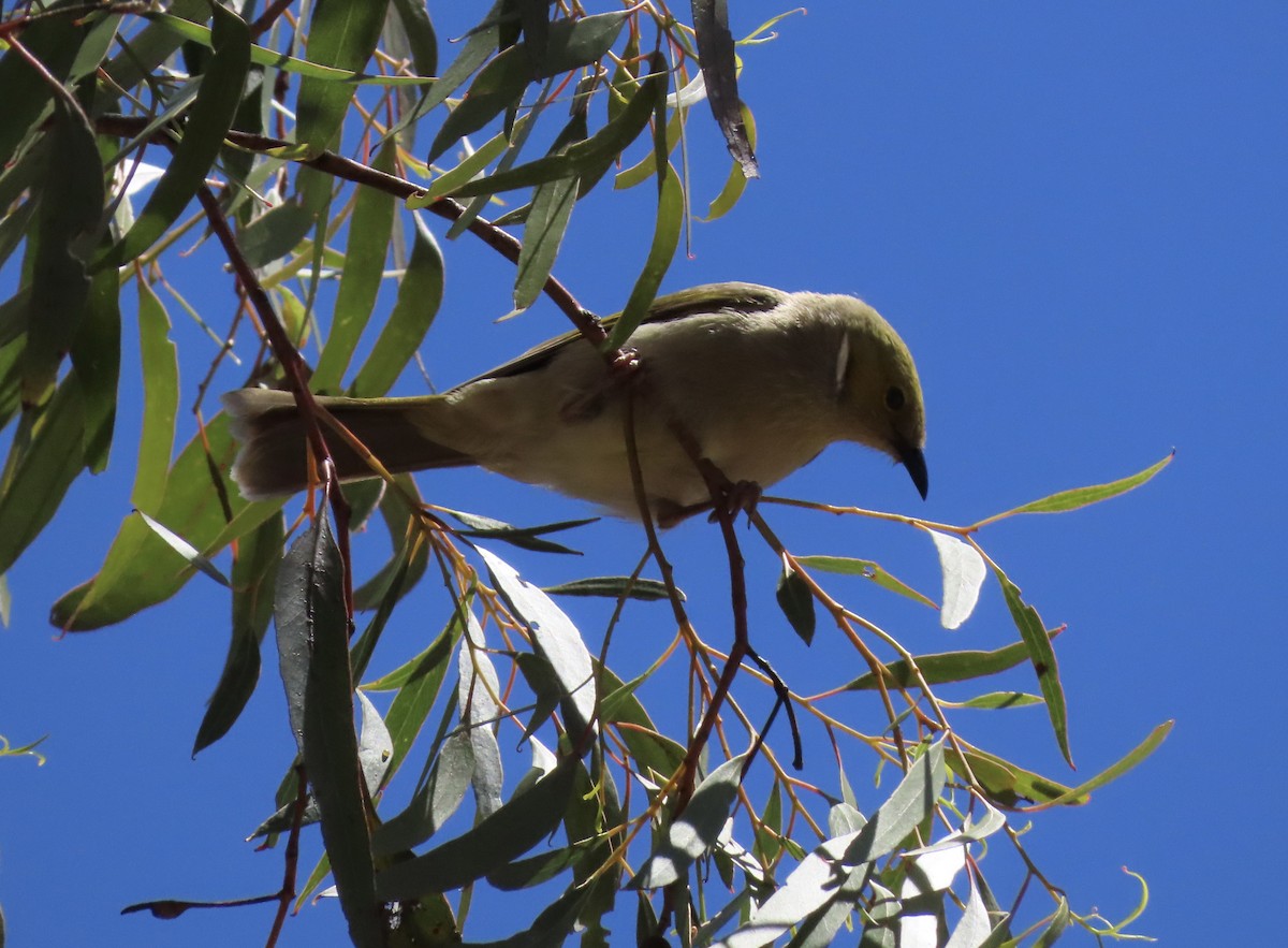 White-plumed Honeyeater - ML646704847