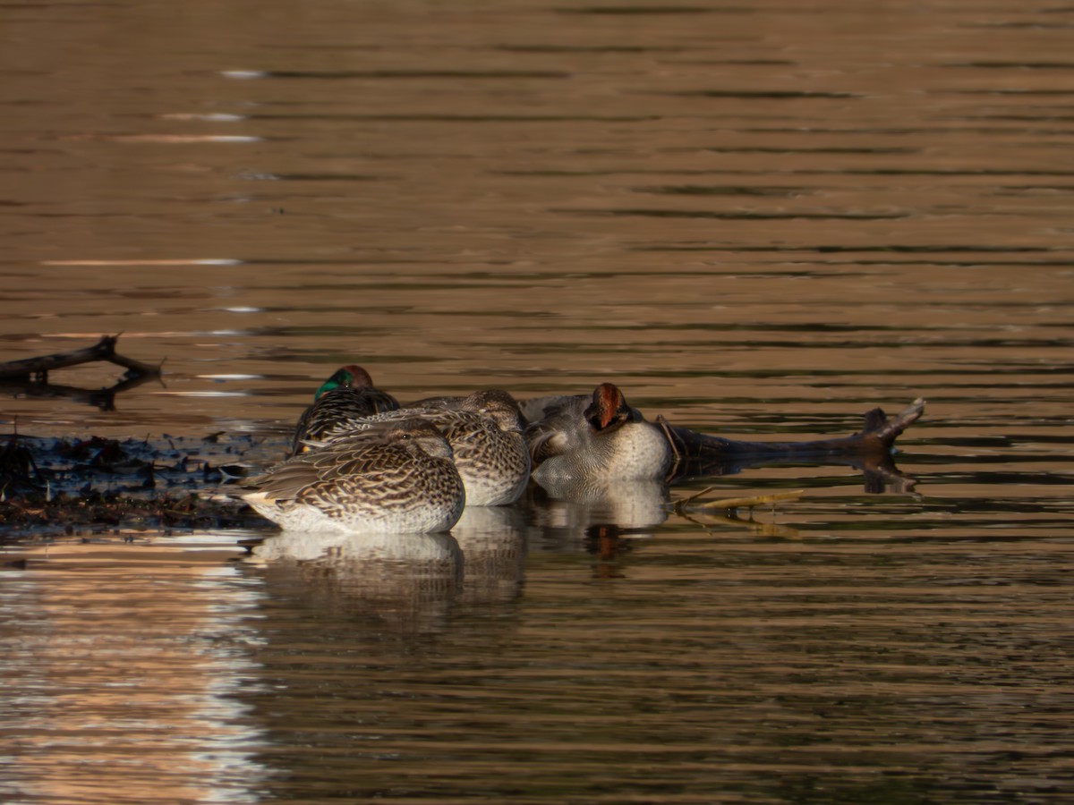 krikkand - ML646704848