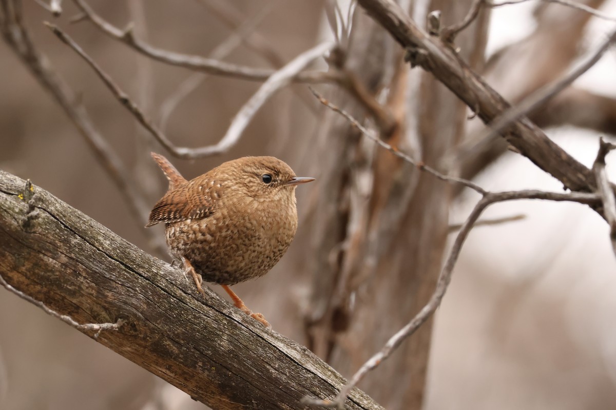 Chochín Hiemal - ML646704849