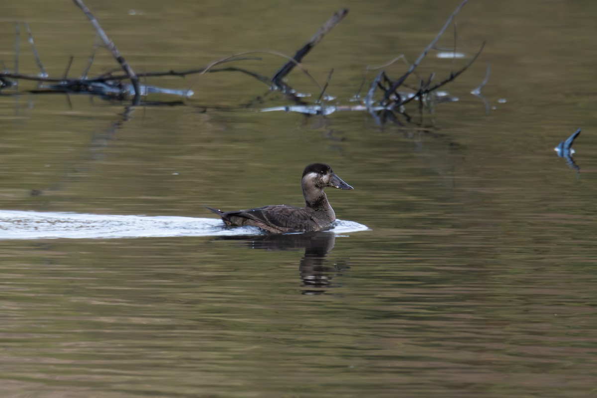 קטיפנית משברים - ML646704862