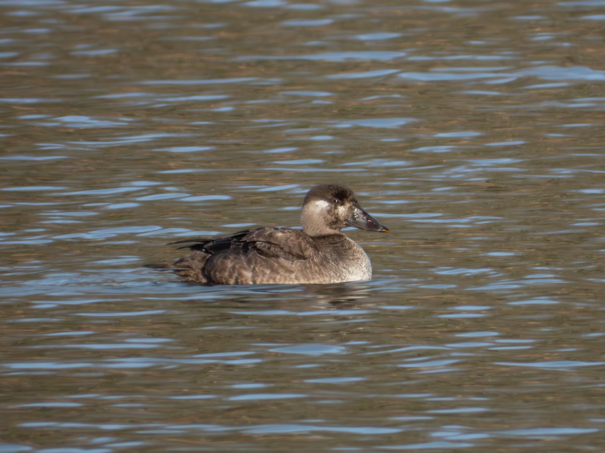 קטיפנית משברים - ML646704863
