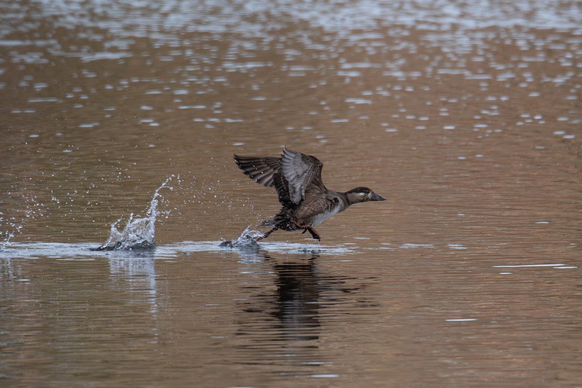 קטיפנית משברים - ML646704864