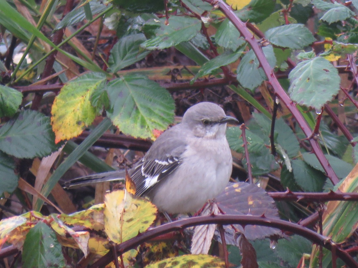 Sinsonte Norteño - ML646704865