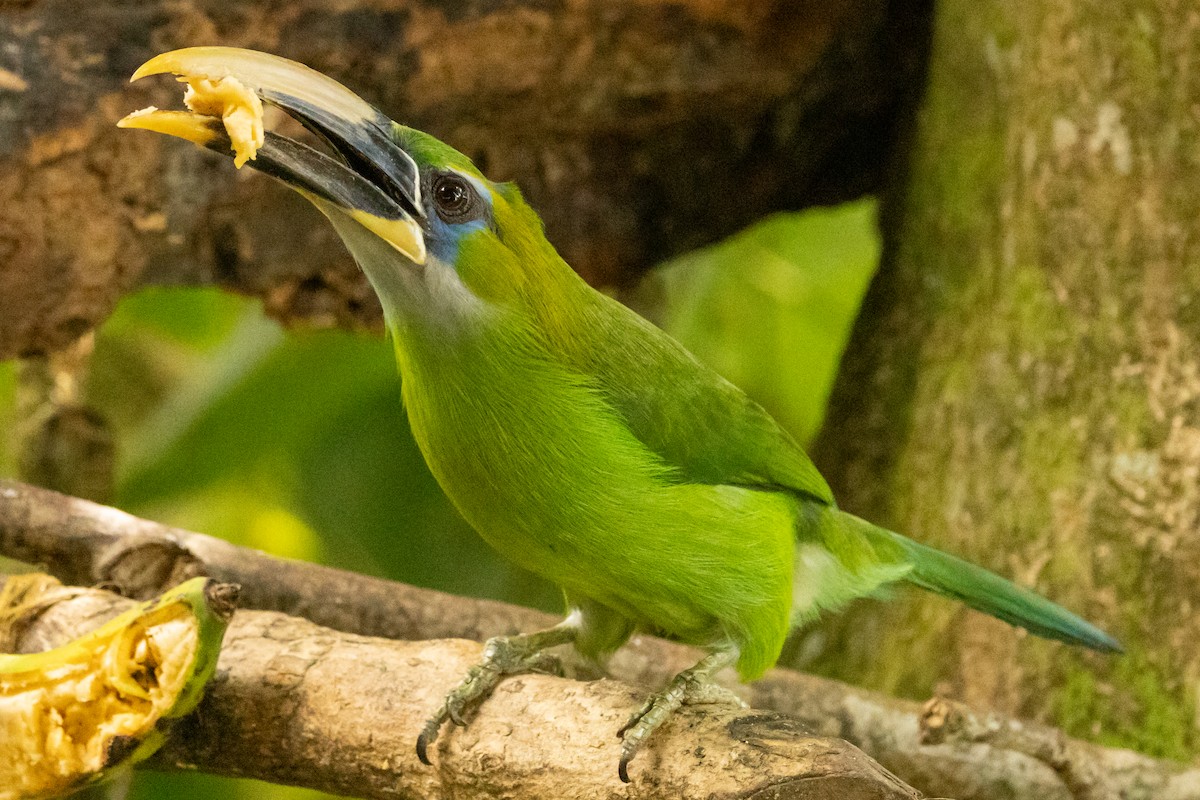 Blauzügelarassari (Gelbschnabelarassari) - ML646704869