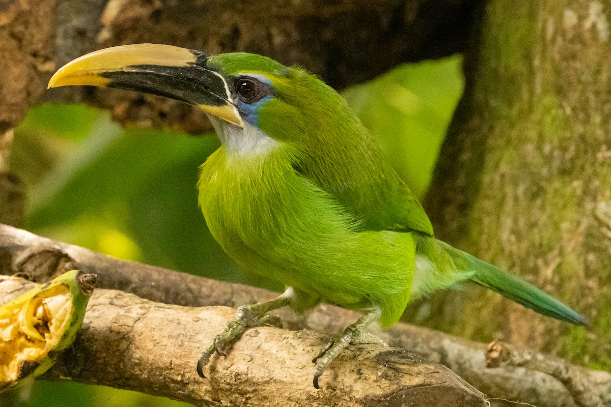 Blauzügelarassari (Gelbschnabelarassari) - ML646704870