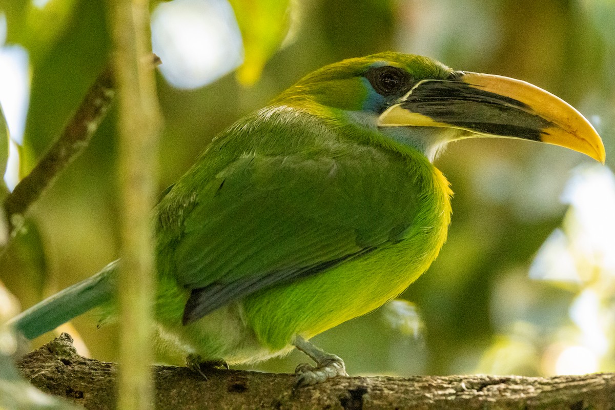 Blauzügelarassari (Gelbschnabelarassari) - ML646704871