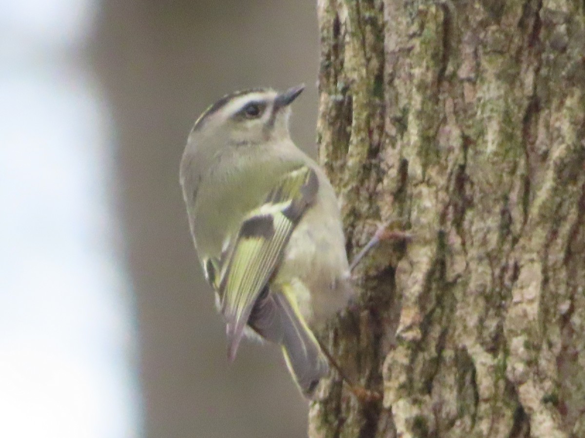 Golden-crowned Kinglet - ML646704872