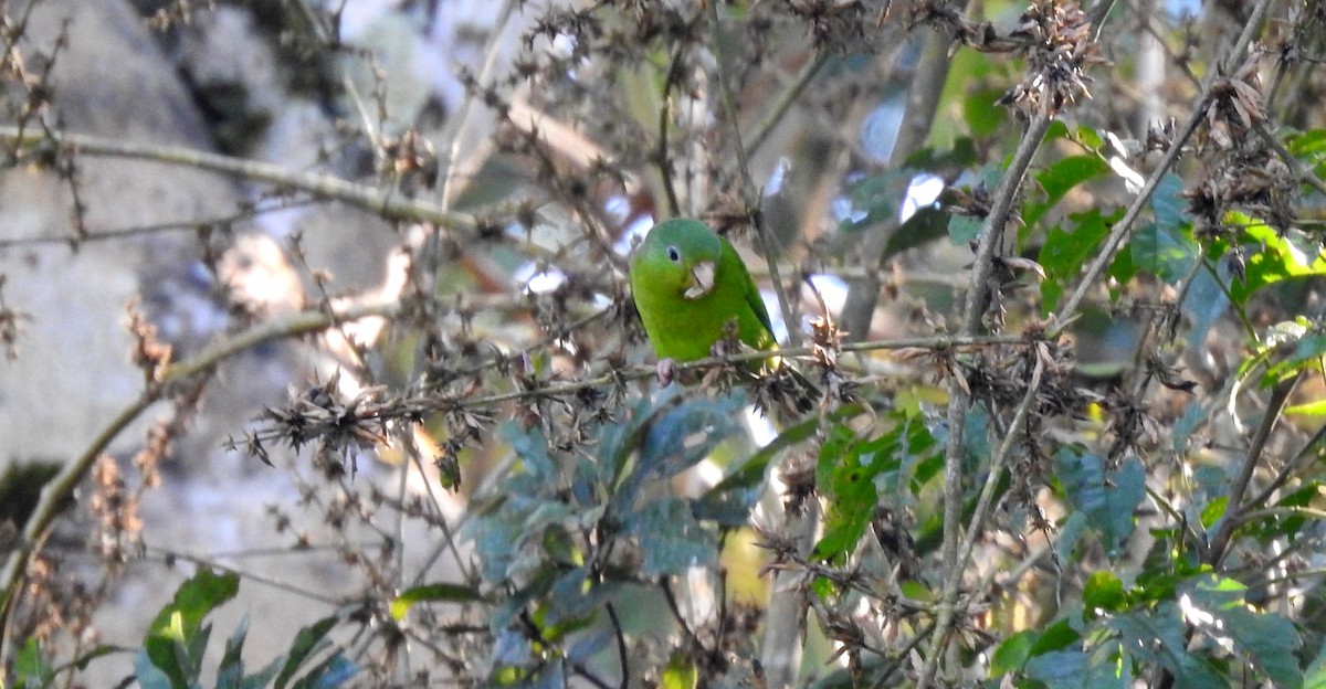Amazonian Parrotlet - ML646704873