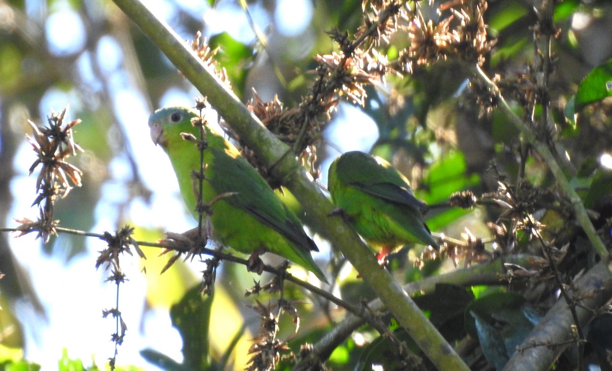 Amazonian Parrotlet - ML646704874