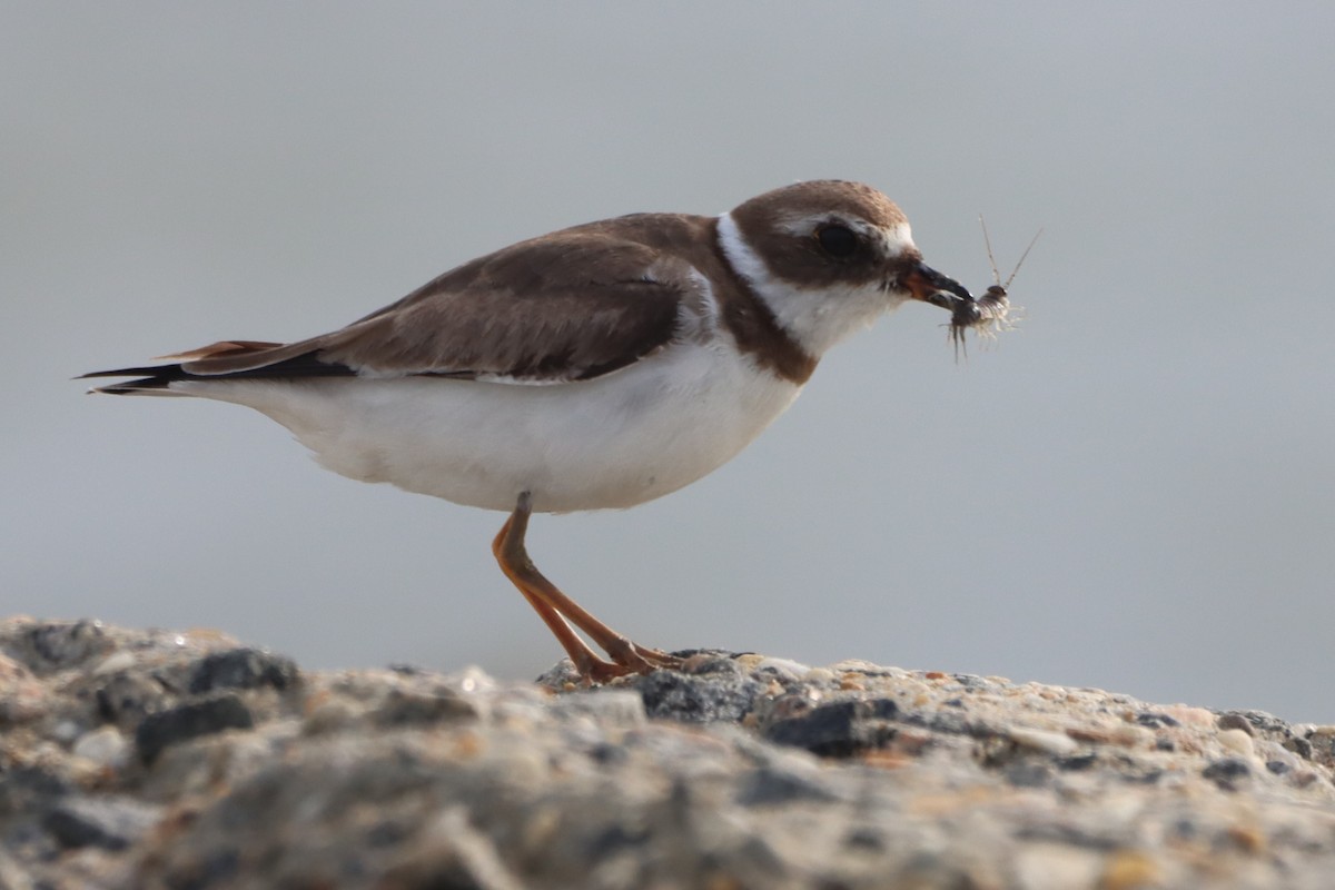 Semipalmated Plover - ML646704875