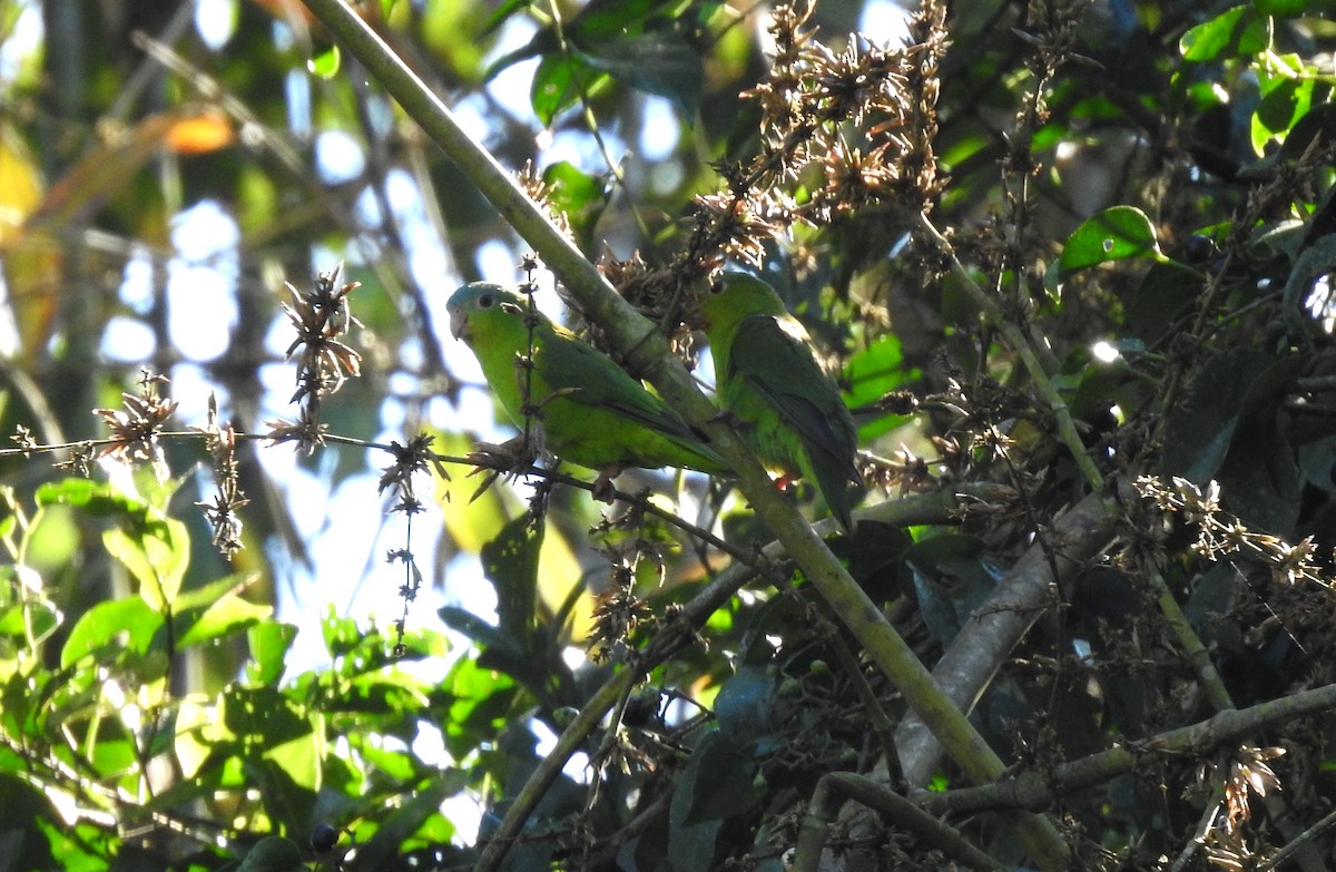 Amazonian Parrotlet - ML646704876