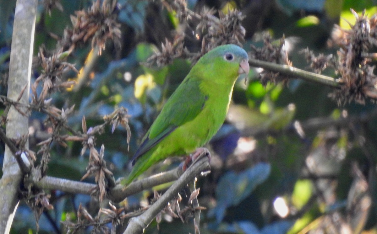 Amazonian Parrotlet - ML646704877