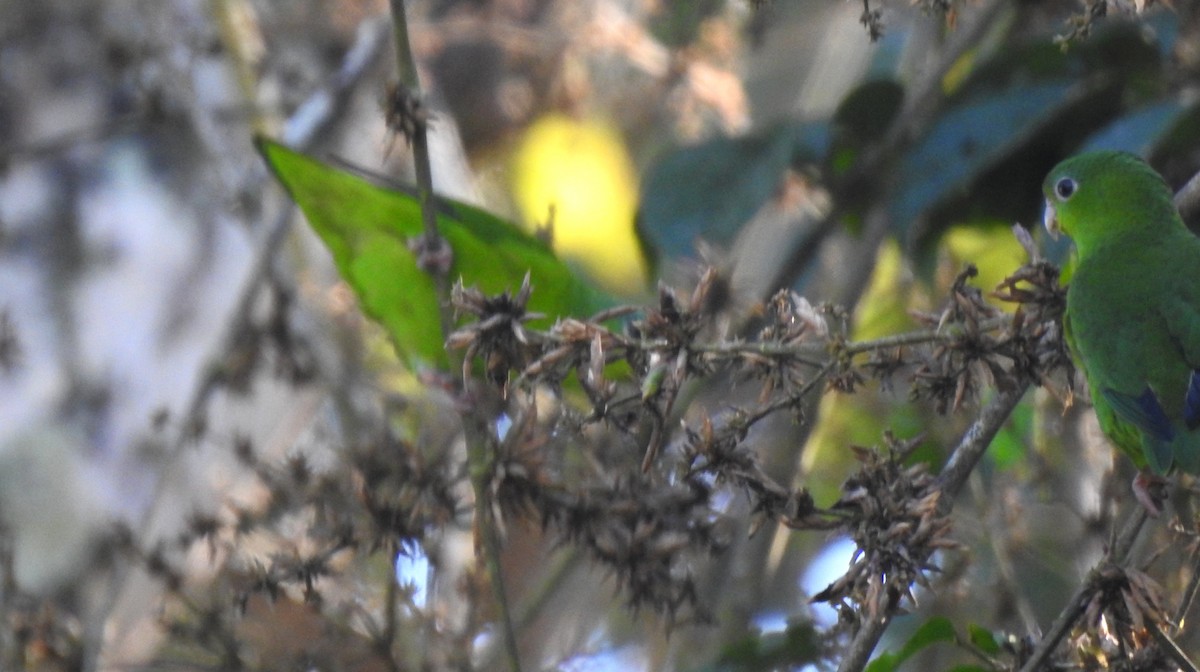 Amazonian Parrotlet - ML646704878