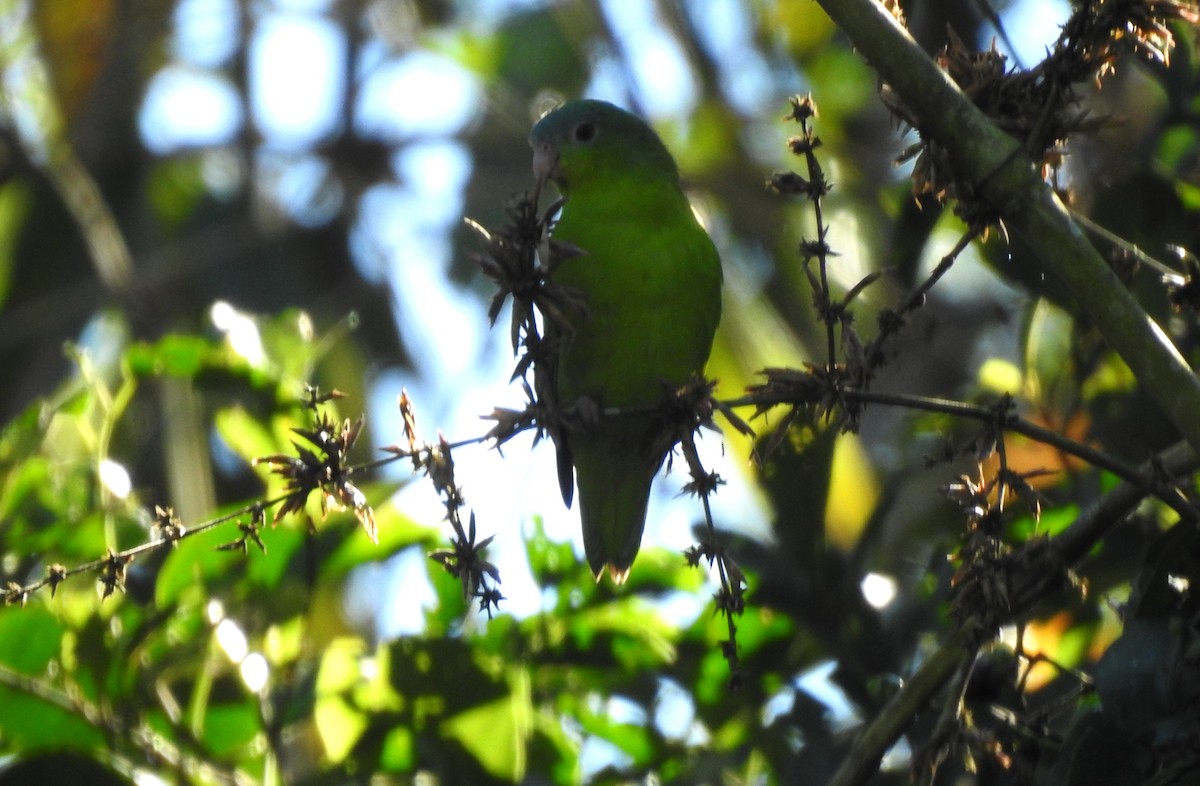 Amazonian Parrotlet - ML646704879