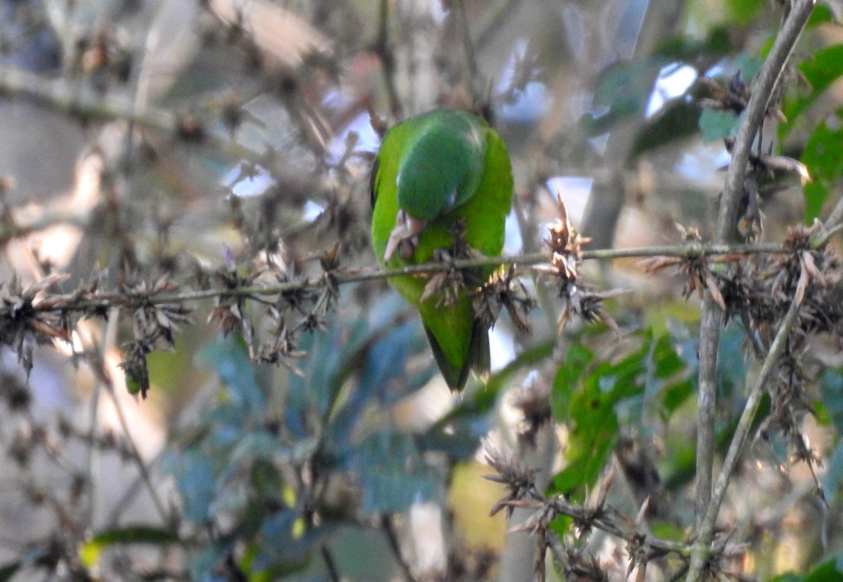 Amazonian Parrotlet - ML646704880