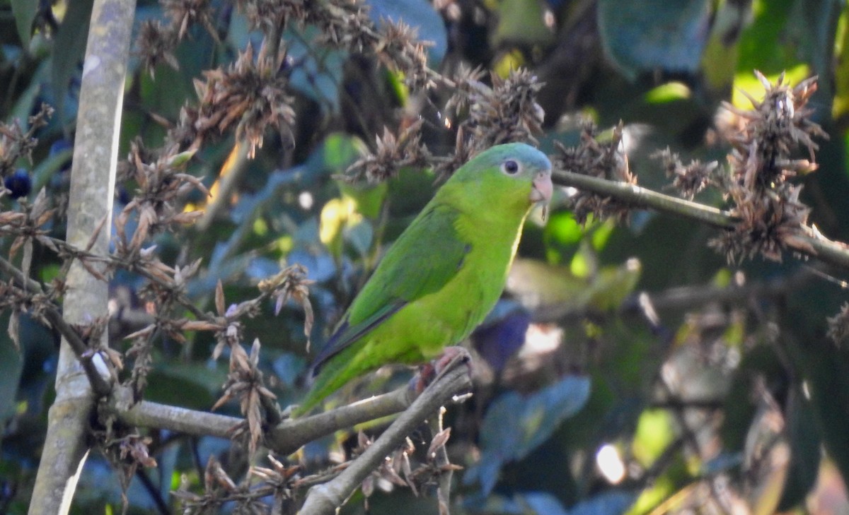 Amazonian Parrotlet - ML646704881