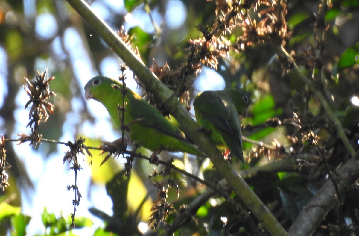 Amazonian Parrotlet - ML646704882