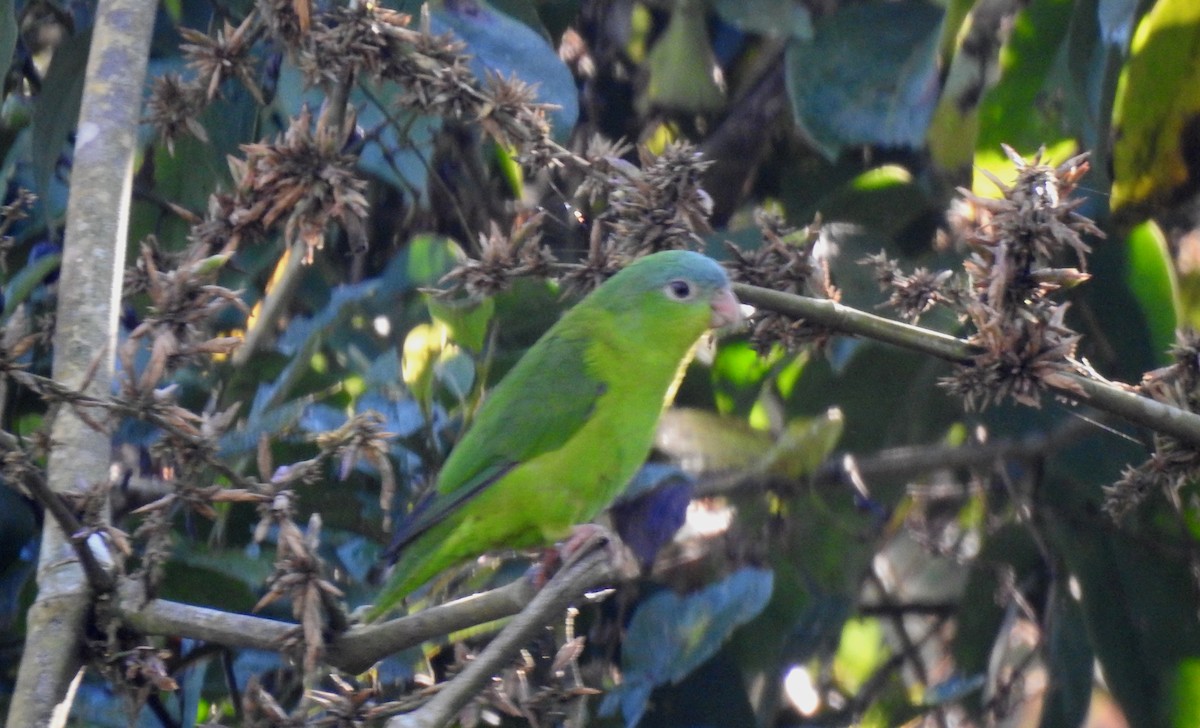 Amazonian Parrotlet - ML646704883