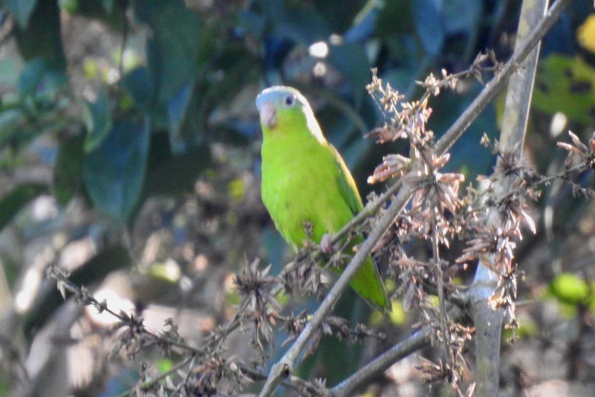 Amazonian Parrotlet - ML646704884