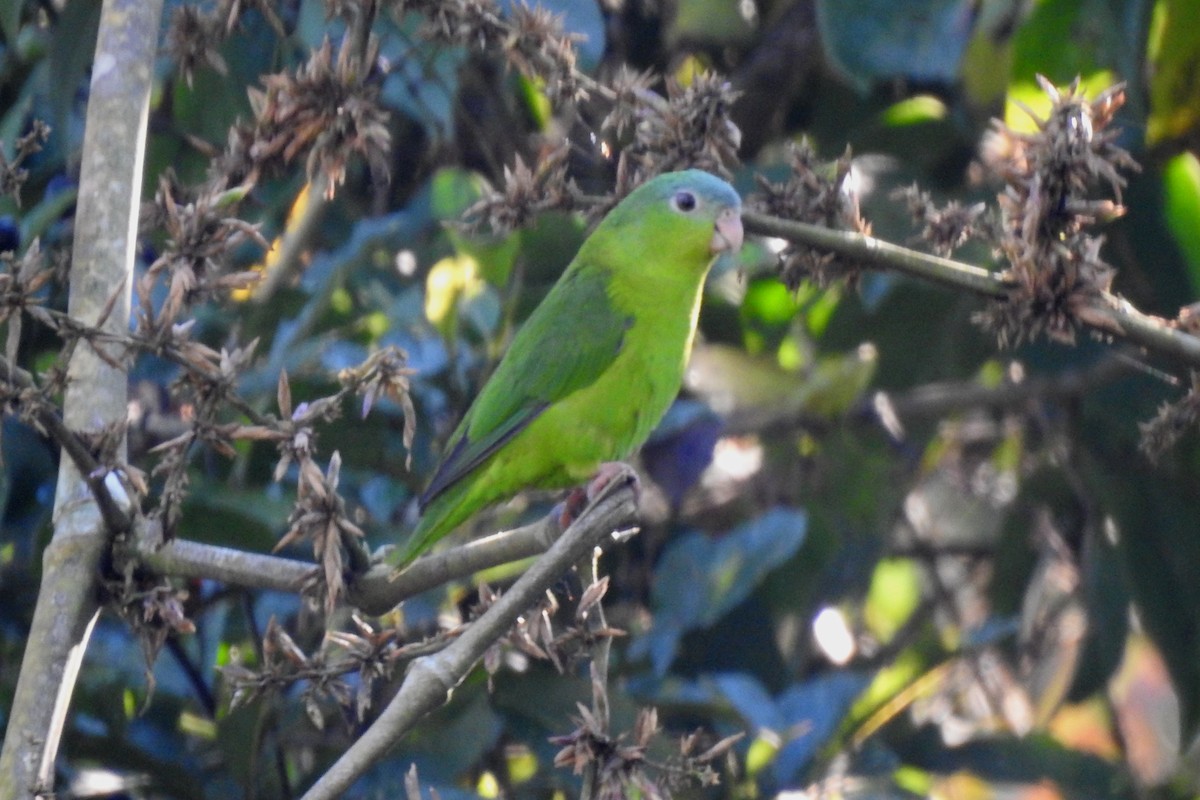 Amazonian Parrotlet - ML646704885
