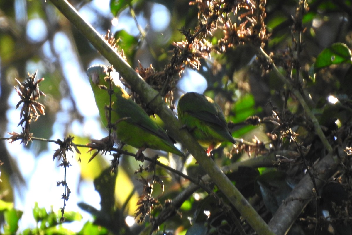 Amazonian Parrotlet - ML646704886