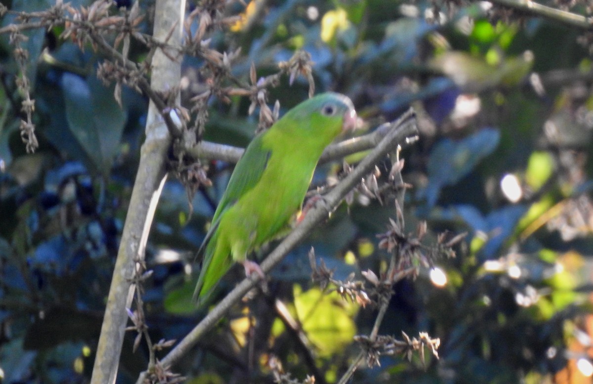 Amazonian Parrotlet - ML646704887