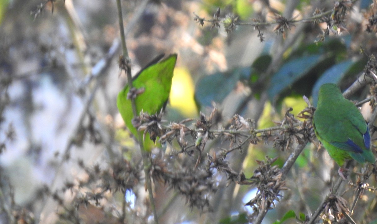 Amazonian Parrotlet - ML646704888