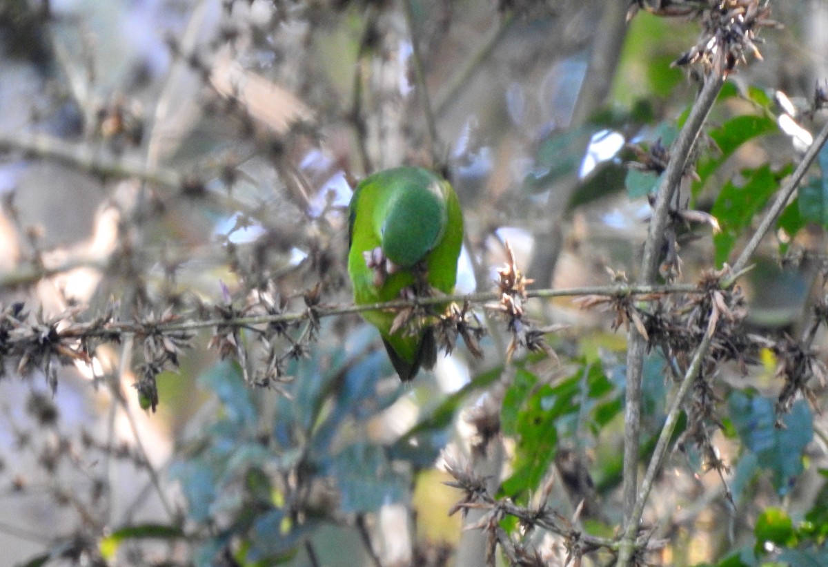 Amazonian Parrotlet - ML646704889