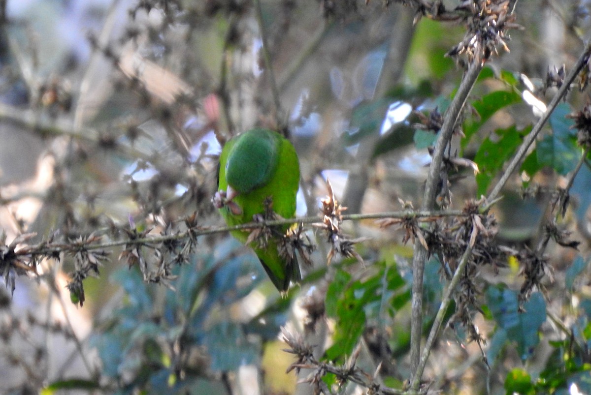 Amazonian Parrotlet - ML646704890