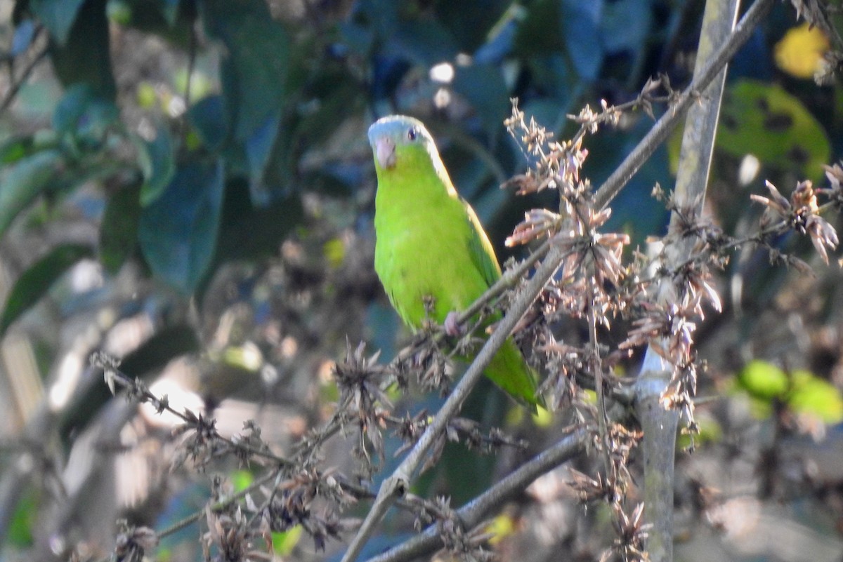 Amazonian Parrotlet - ML646704891