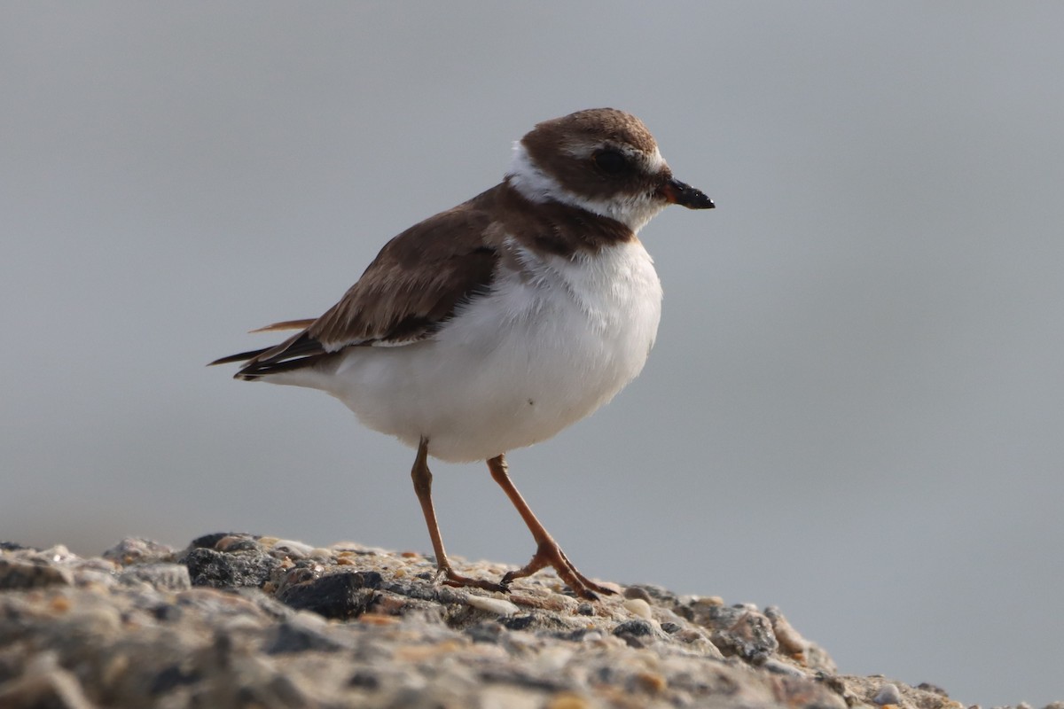 Semipalmated Plover - ML646704893
