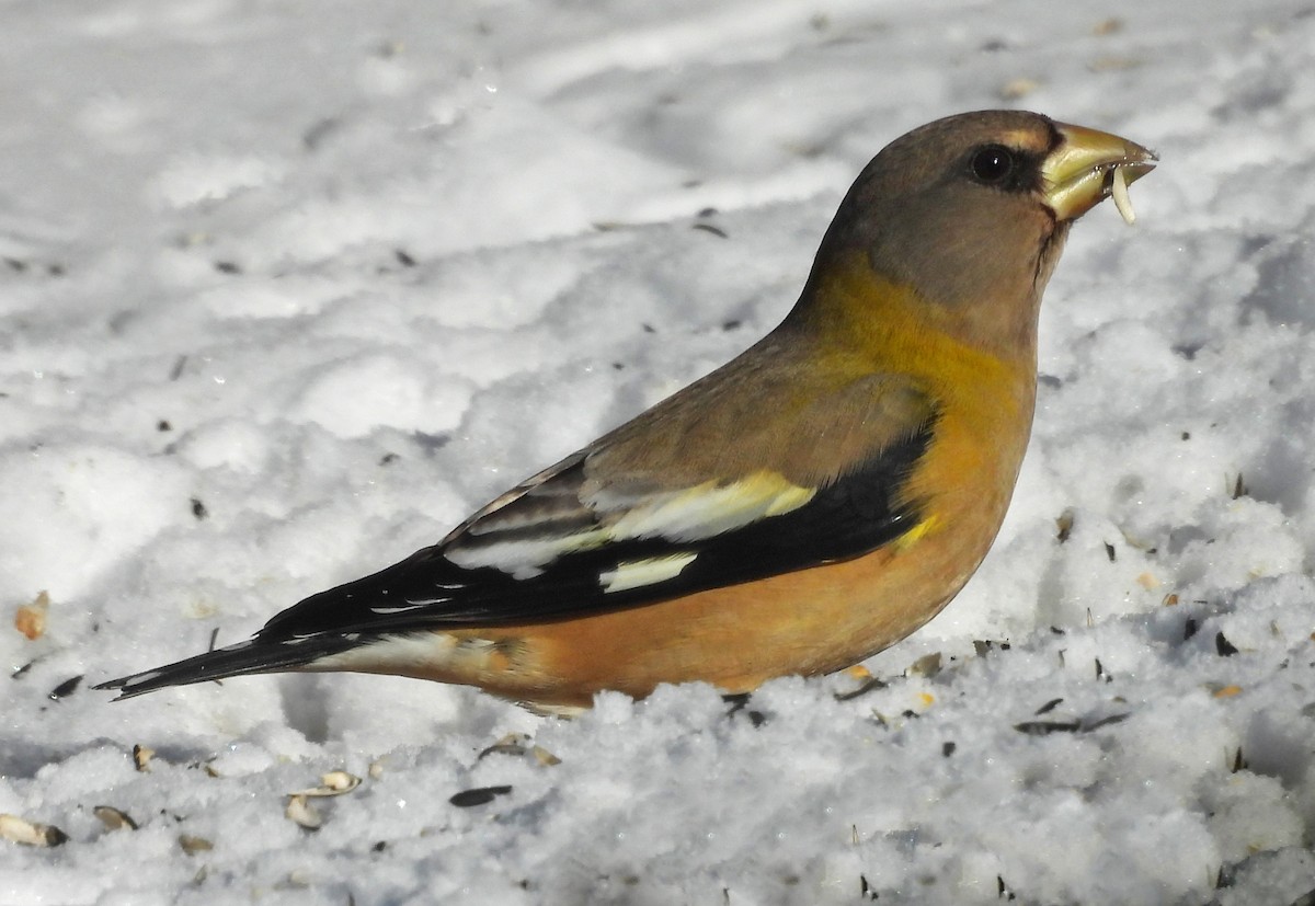 Кіпаль жовтобровий - ML646704894