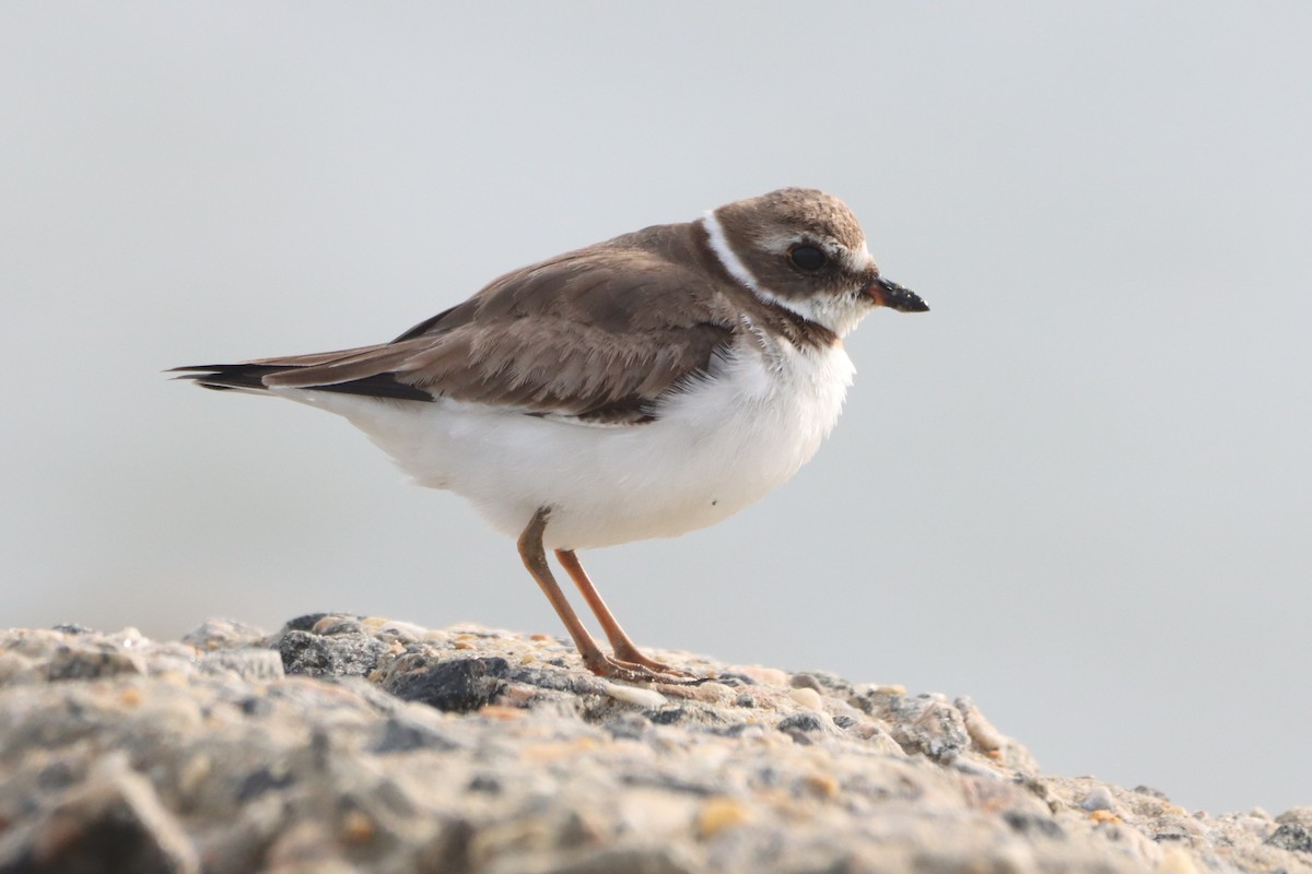 Semipalmated Plover - ML646704895